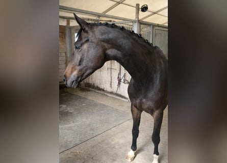 Oldenburger, Merrie, 4 Jaar, 165 cm, Donkerbruin