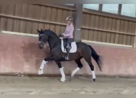 Oldenburger, Merrie, 4 Jaar, 165 cm, Zwartbruin