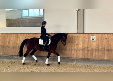 Oldenburger, Merrie, 4 Jaar, 166 cm, Bruin