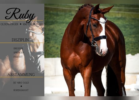 Oldenburger, Merrie, 4 Jaar, 166 cm, Donkere-vos