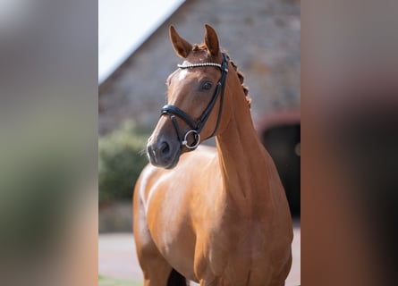Oldenburger, Merrie, 4 Jaar, 166 cm, Vos