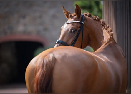 Oldenburger, Merrie, 4 Jaar, 166 cm, Vos