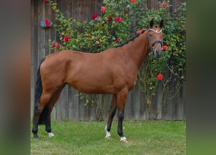 Oldenburger, Merrie, 4 Jaar, 167 cm, Bruin