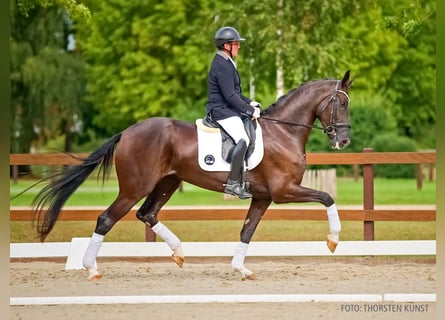 Oldenburger, Merrie, 4 Jaar, 167 cm, Zwart