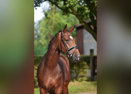 Oldenburger, Merrie, 4 Jaar, 168 cm, Bruin