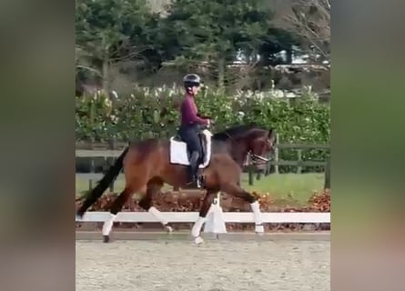 Oldenburger, Merrie, 4 Jaar, 168 cm, Donkerbruin