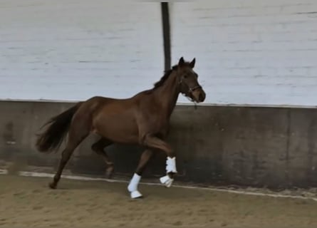 Oldenburger, Merrie, 4 Jaar, 168 cm