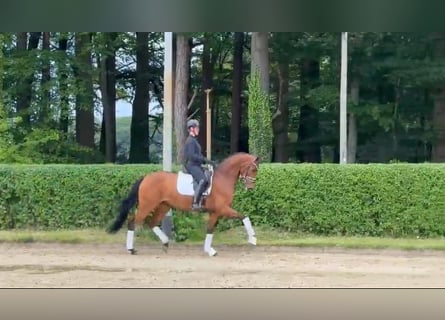 Oldenburger, Merrie, 4 Jaar, 168 cm