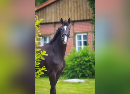 Oldenburger, Merrie, 4 Jaar, 168 cm, Zwart
