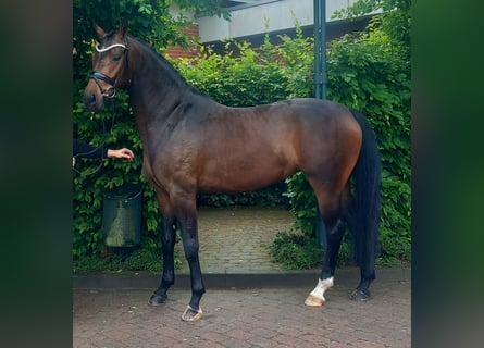 Oldenburger, Merrie, 4 Jaar, 169 cm, Donkerbruin