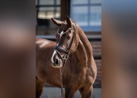 Oldenburger, Merrie, 4 Jaar, 169 cm, Donkere-vos