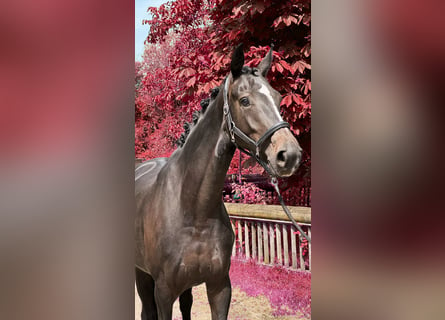 Oldenburger, Merrie, 4 Jaar, 169 cm, Zwartbruin