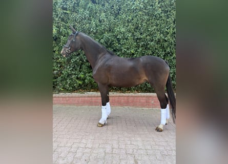 Oldenburger, Merrie, 4 Jaar, 169 cm, Zwartbruin