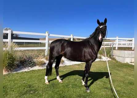 Oldenburger, Merrie, 4 Jaar, 169 cm, Zwartbruin