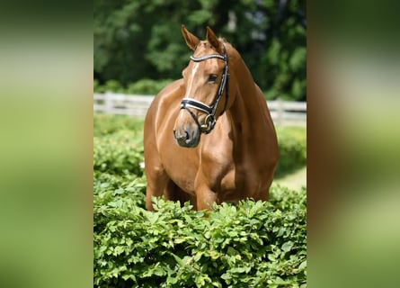 Oldenburger, Merrie, 4 Jaar, 170 cm, Donkere-vos