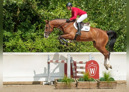 Oldenburger, Merrie, 4 Jaar, 172 cm, Bruin