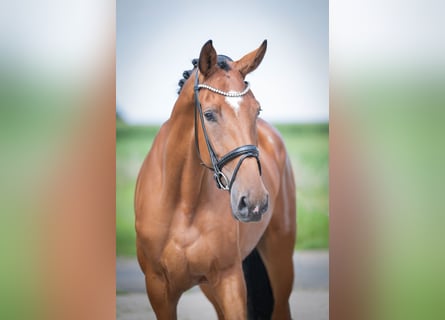 Oldenburger, Merrie, 4 Jaar, 173 cm, Bruin