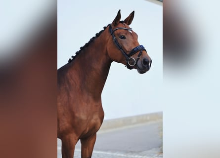 Oldenburger, Merrie, 4 Jaar, 176 cm, Bruin
