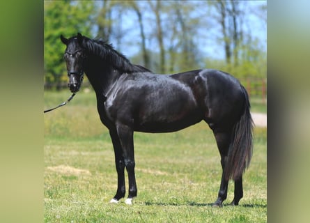 Oldenburger, Merrie, 4 Jaar
