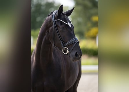 Oldenburger, Merrie, 4 Jaar, Zwart