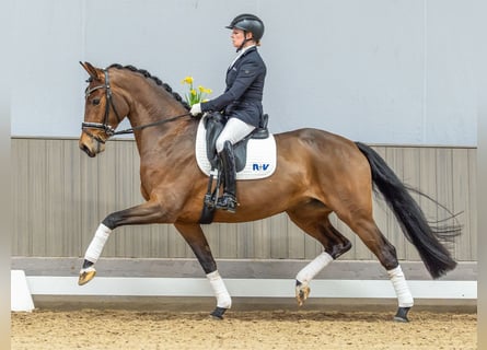 Oldenburger, Merrie, 5 Jaar, 163 cm, Bruin