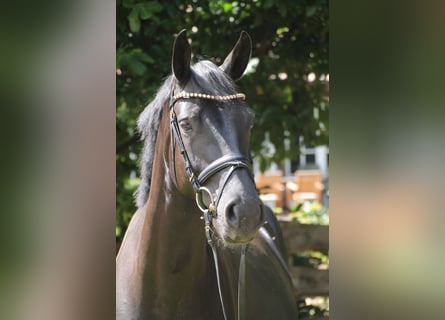 Oldenburger, Merrie, 5 Jaar, 163 cm, Zwart