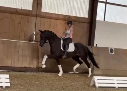 Oldenburger, Merrie, 5 Jaar, 163 cm, Zwartbruin