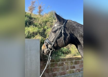 Oldenburger, Merrie, 5 Jaar, 163 cm, Zwartbruin