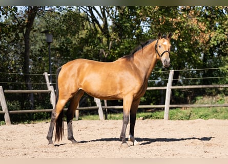 Oldenburger, Merrie, 5 Jaar, 164 cm, Buckskin