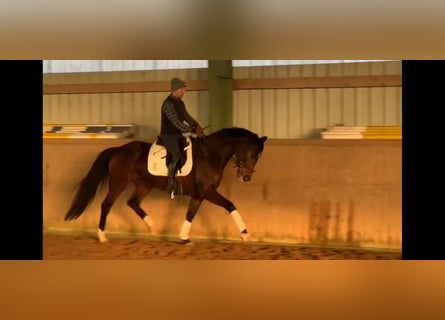 Oldenburger, Merrie, 5 Jaar, 164 cm, Donkerbruin