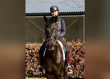 Oldenburger, Merrie, 5 Jaar, 164 cm, Donkerbruin