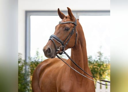 Oldenburger, Merrie, 5 Jaar, 165 cm, Donkere-vos