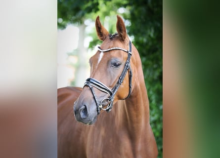 Oldenburger, Merrie, 5 Jaar, 165 cm, Donkere-vos