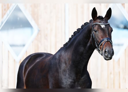 Oldenburger, Merrie, 5 Jaar, 166 cm, Donkerbruin