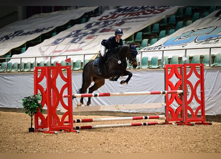 Oldenburger, Merrie, 5 Jaar, 166 cm, Donkerbruin