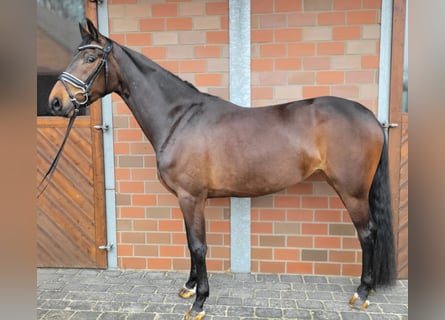 Oldenburger, Merrie, 5 Jaar, 166 cm