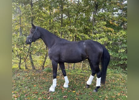 Oldenburger, Merrie, 5 Jaar, 166 cm, Zwart