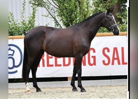 Oldenburger, Merrie, 5 Jaar, 166 cm, Zwart