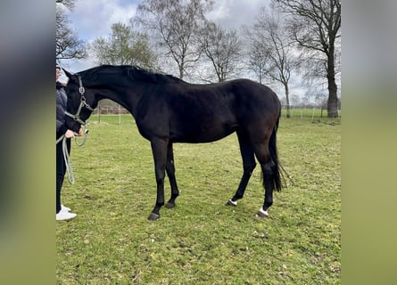 Oldenburger, Merrie, 5 Jaar, 166 cm, Zwart