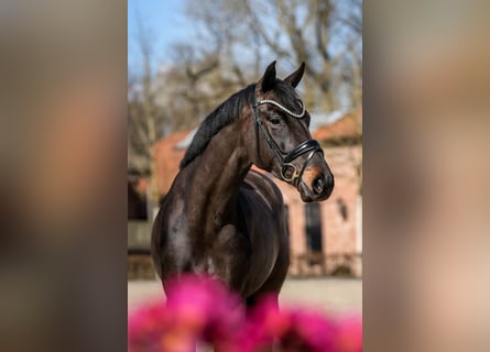 Oldenburger, Merrie, 5 Jaar, 166 cm, Zwartbruin