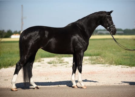 Oldenburger, Merrie, 5 Jaar, 167 cm, Zwart