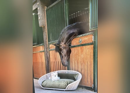 Oldenburger, Merrie, 5 Jaar, 168 cm, Donkerbruin