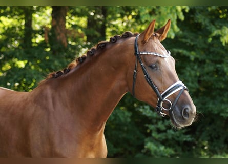 Oldenburger, Merrie, 5 Jaar, 168 cm, Donkere-vos