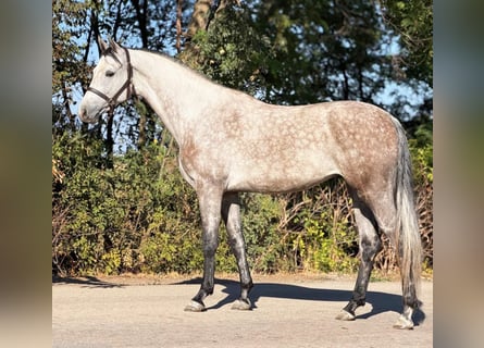 Oldenburger, Merrie, 5 Jaar, 168 cm, Falbe