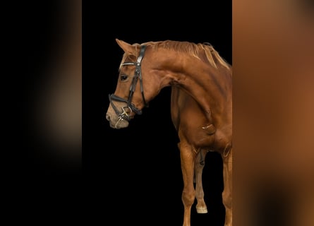 Oldenburger, Merrie, 5 Jaar, 168 cm, Vos