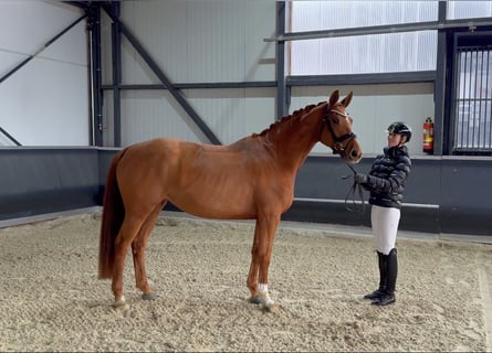 Oldenburger, Merrie, 5 Jaar, 168 cm, Vos