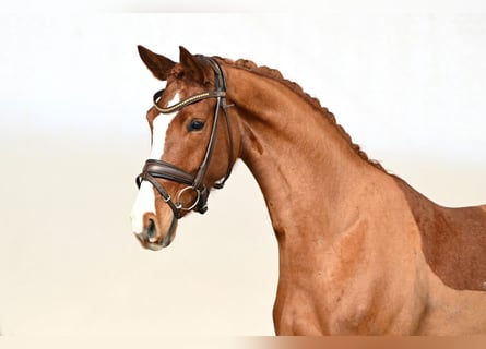 Oldenburger, Merrie, 5 Jaar, 168 cm, Vos