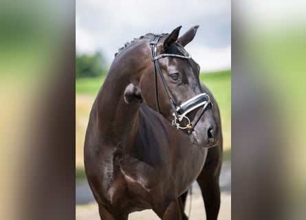 Oldenburger, Merrie, 5 Jaar, 168 cm, Zwart