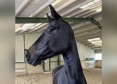 Oldenburger, Merrie, 5 Jaar, 168 cm, Zwart