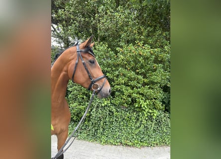 Oldenburger, Merrie, 5 Jaar, 169 cm, Bruin